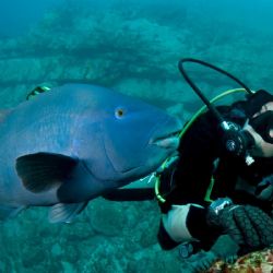 Sydney Double Boat Dive with All Gear Voucher